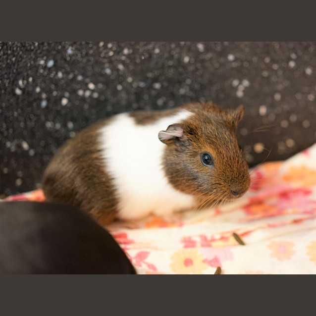 Photo of Bubbles