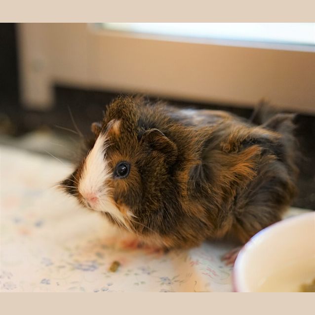 Photo of Pebbles