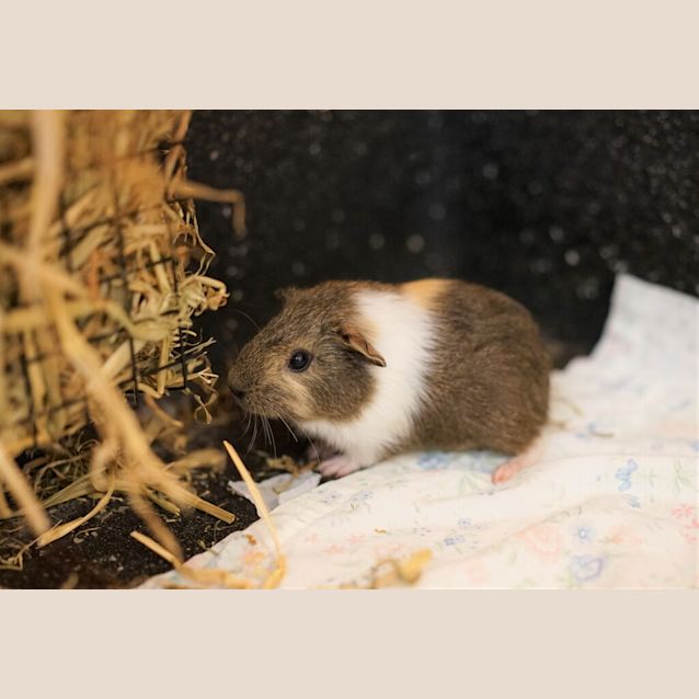Photo of Fudge