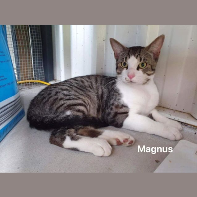 Photo of Magnus