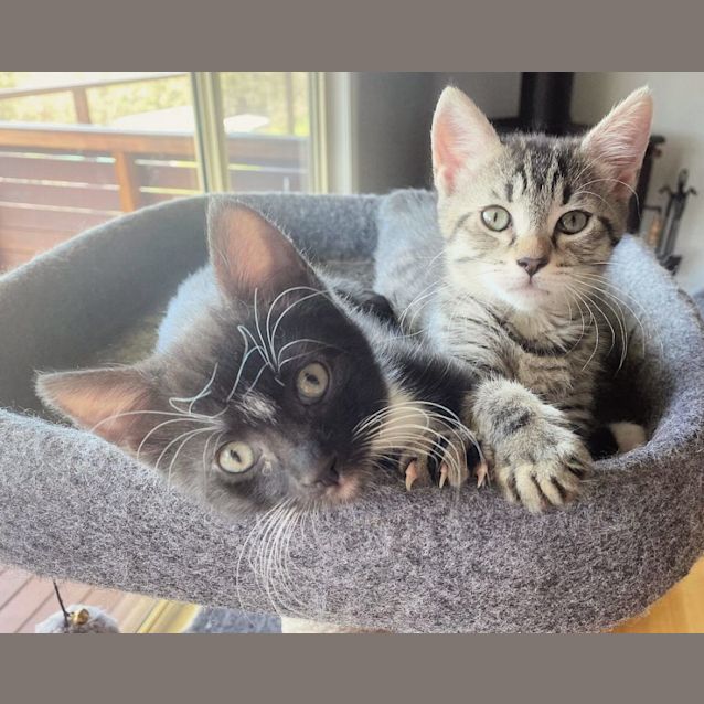 Photo of 🍸Tom Collins & Negroni🍹