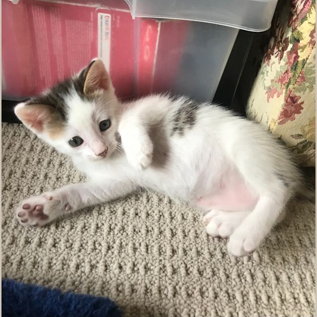 Photo of Thor