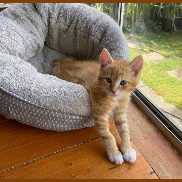 Photo of Skip ^^Dandy Cat Rescue^^