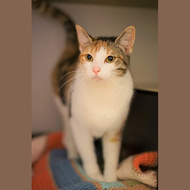 Photo of Miffy
