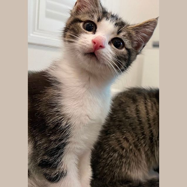 Photo of Mochi