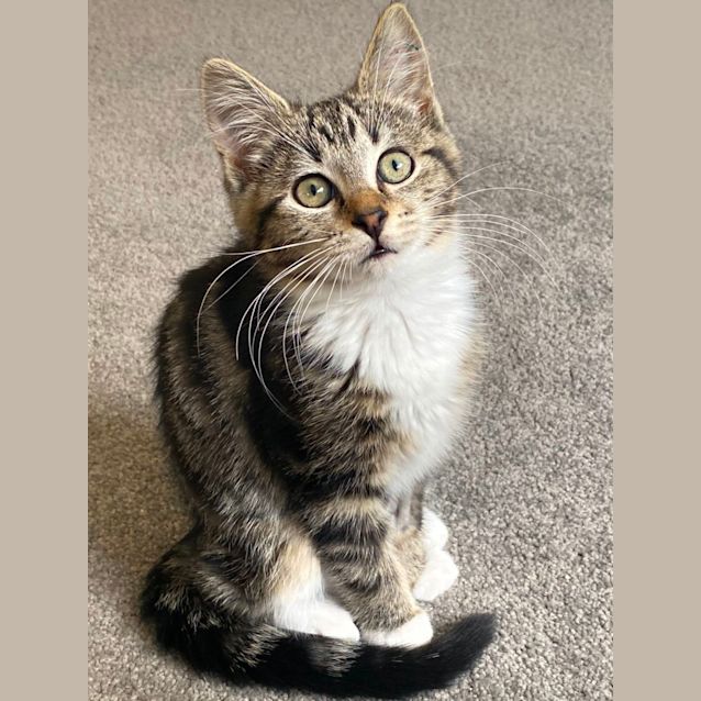 Photo of Penny   Located In Richmond