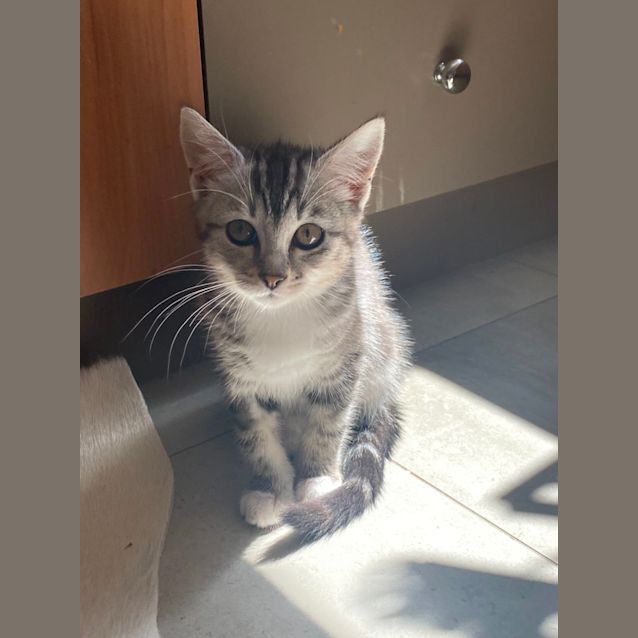 Photo of Tiger Lilly   Located In Richmond