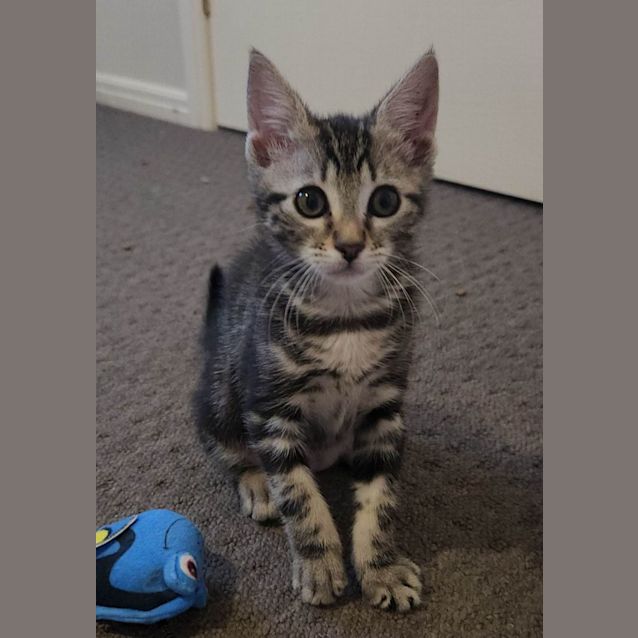 Photo of Giselle   Located In Templestowe
