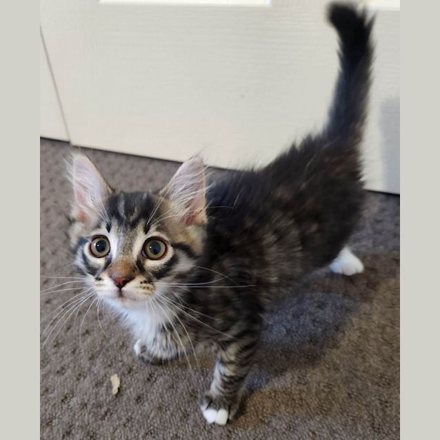 Photo of Gremlin   Located In Templestowe
