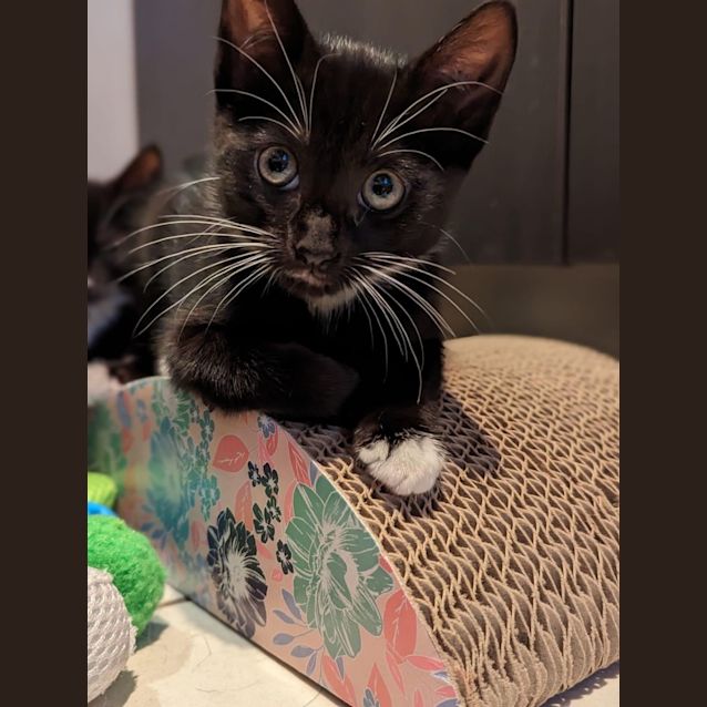 Photo of Noir ~ Meet Me @ Pet Stock Mornington 😽