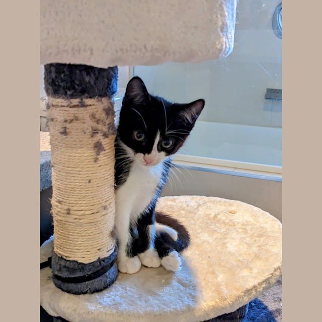 Photo of Nero ~ Meet Me @ Pet Stock Mornington 😽 