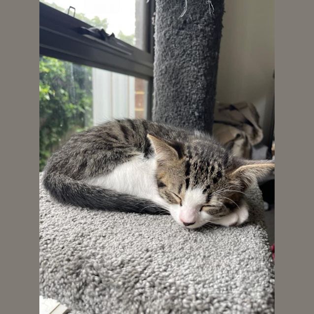 Photo of Ricky ~ Meet Me @ Pet Stock Chelsea 21/01/23