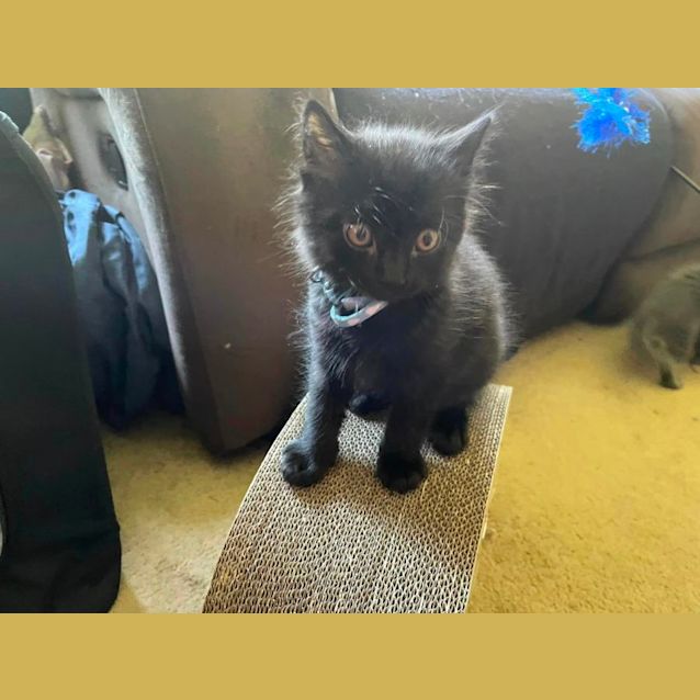 Photo of Gargamel**2nd Chance Cat Rescue**