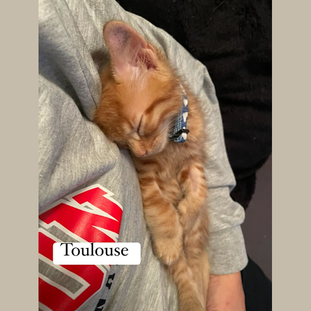 Photo of Toulouse**2nd Chance Cat Rescue**