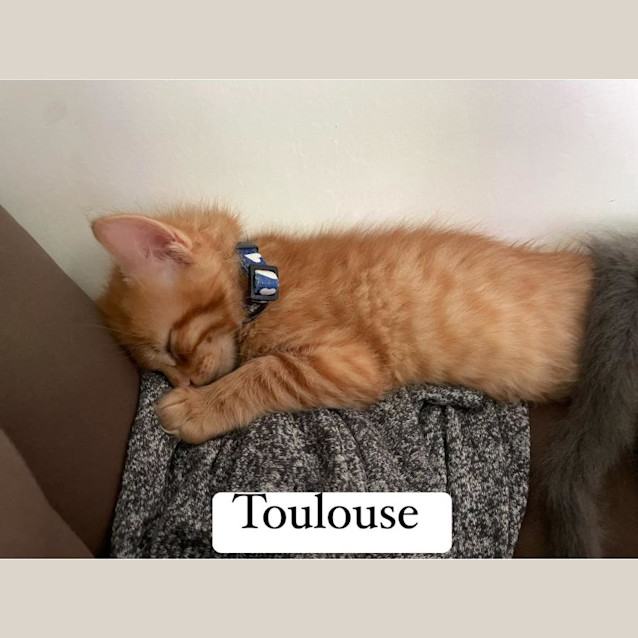Photo of Toulouse**2nd Chance Cat Rescue**