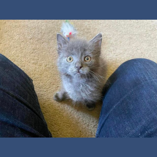 Photo of Bluebell**2nd Chance Cat Rescue**