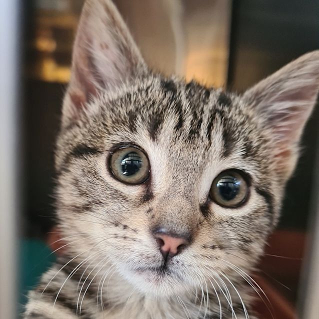 Photo of Rumbles