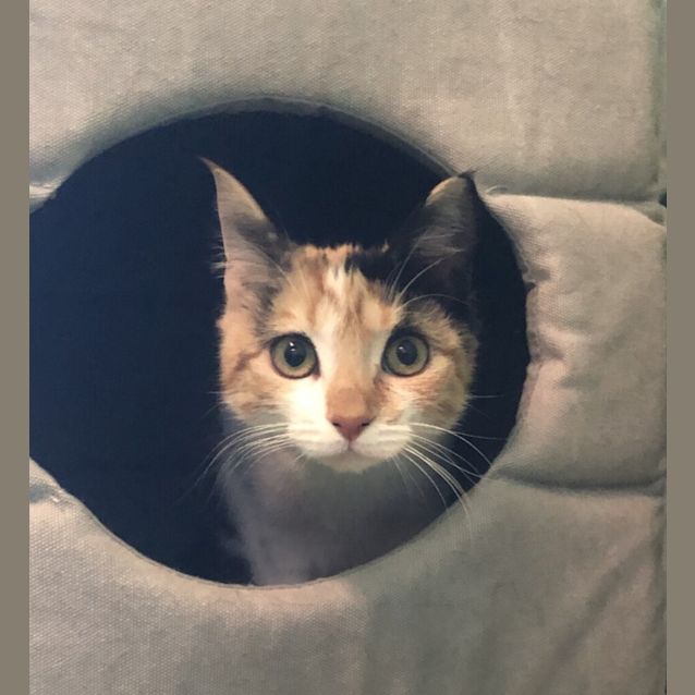 Photo of Blossom 