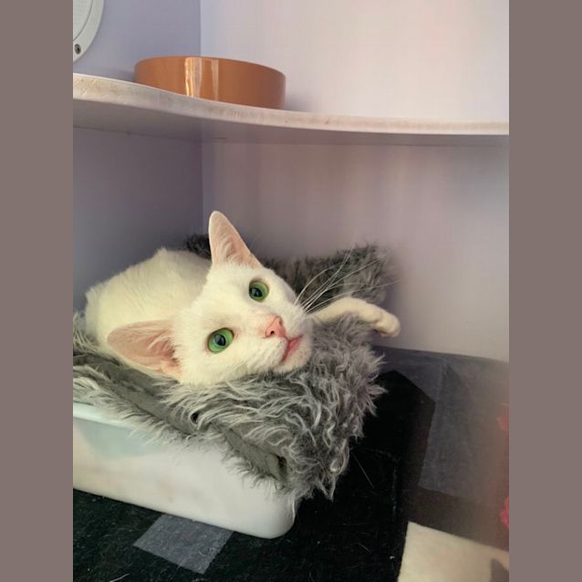 Photo of Lady Smudge