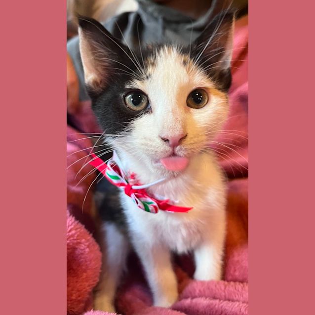Photo of Flick **2nd Chance Cat Rescue**