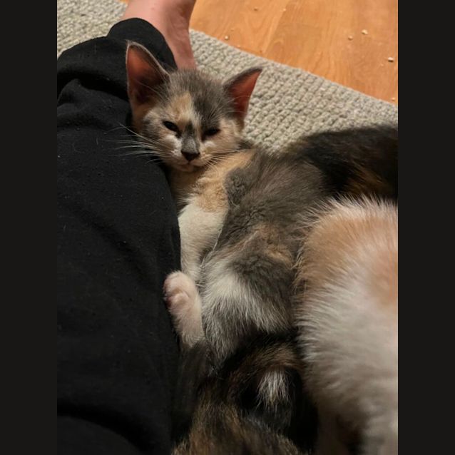 Photo of Fig **2nd Chance Cat Rescue**