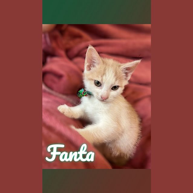 Photo of Fanta **2nd Chance Cat Rescue**