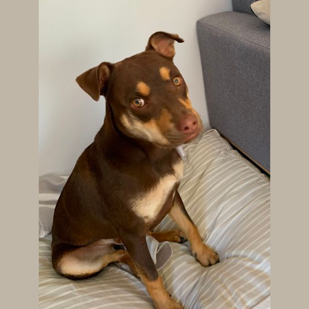 Photo of Grommit
