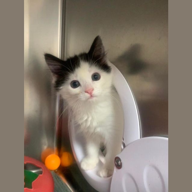Photo of Pickle