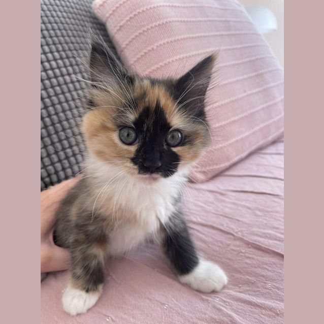Photo of Ophelia