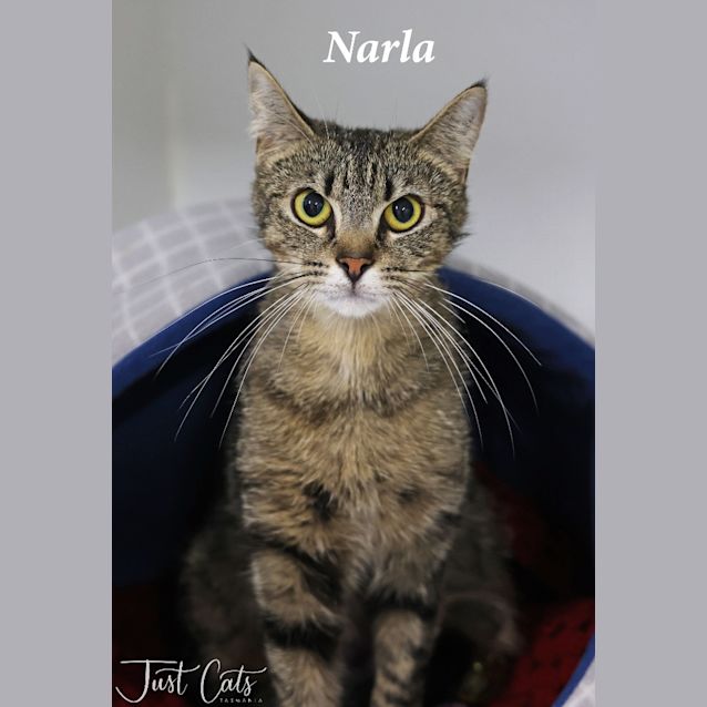 Photo of Narla