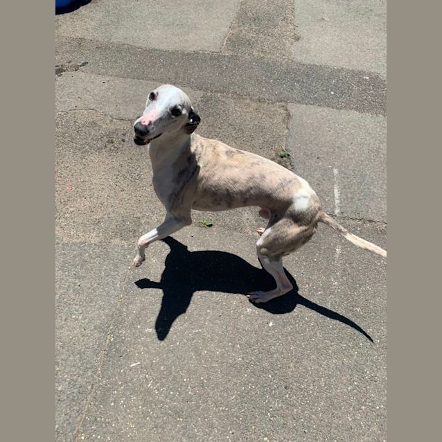 Photo of Slinky