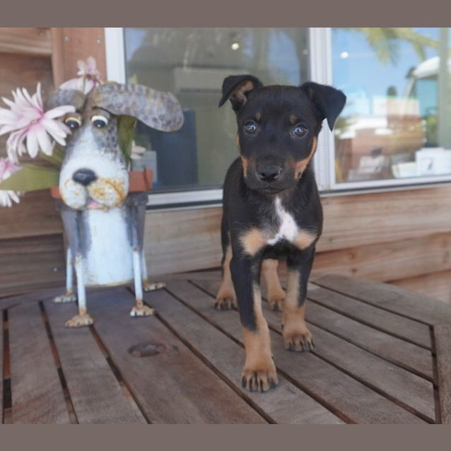 Photo of Griffin
