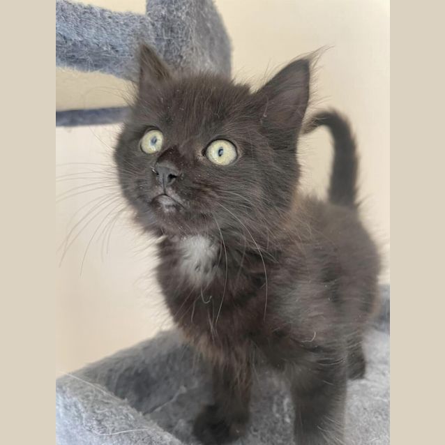 Photo of Oakley