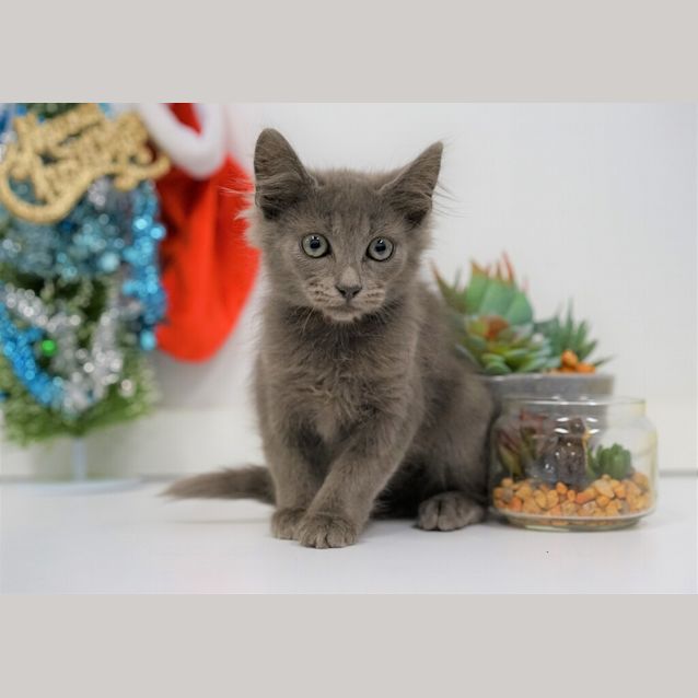 Photo of Stormy