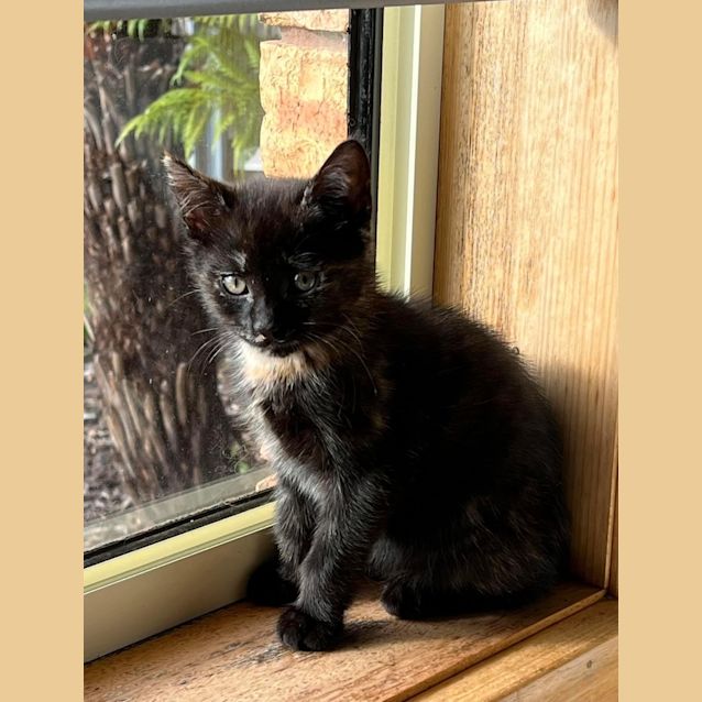 Photo of Jazzie
