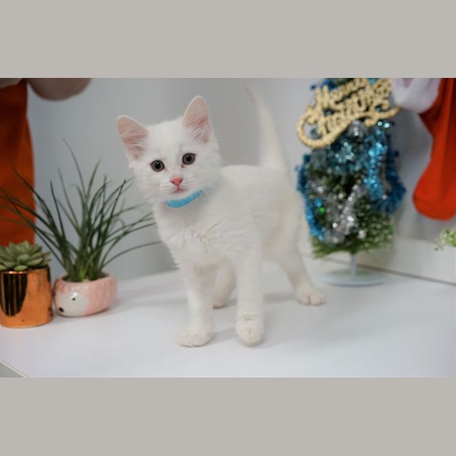 Photo of Coconut