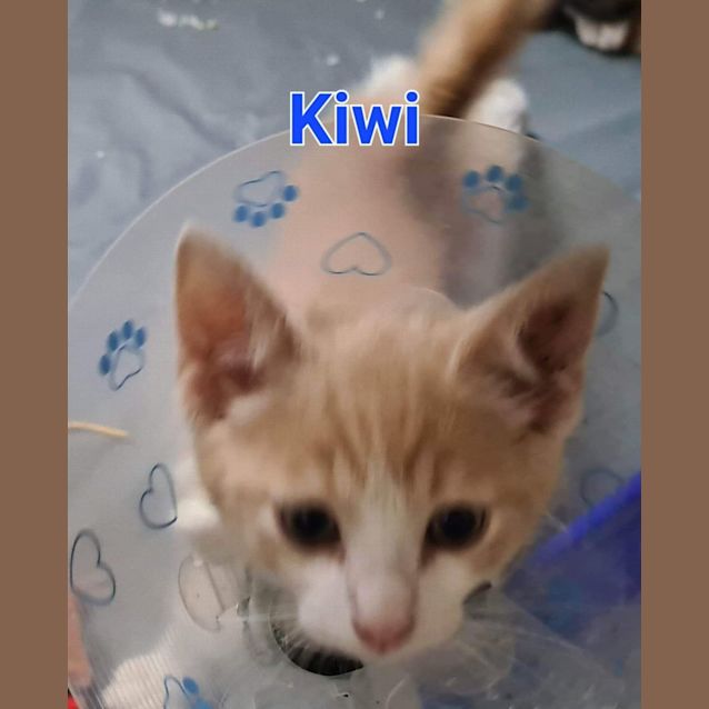 Photo of Kiwi
