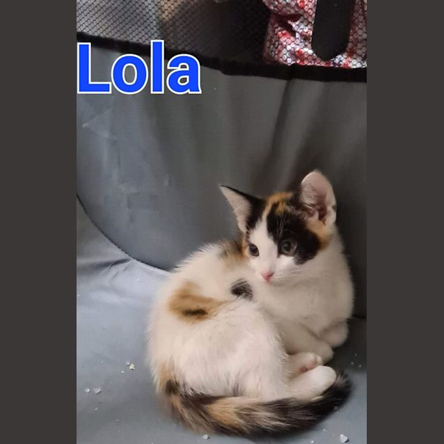 Photo of Lola