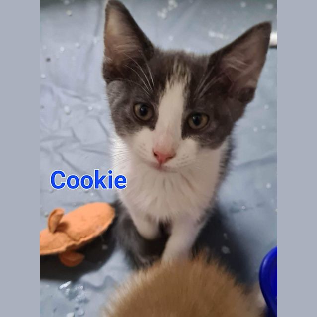 Photo of Cookie