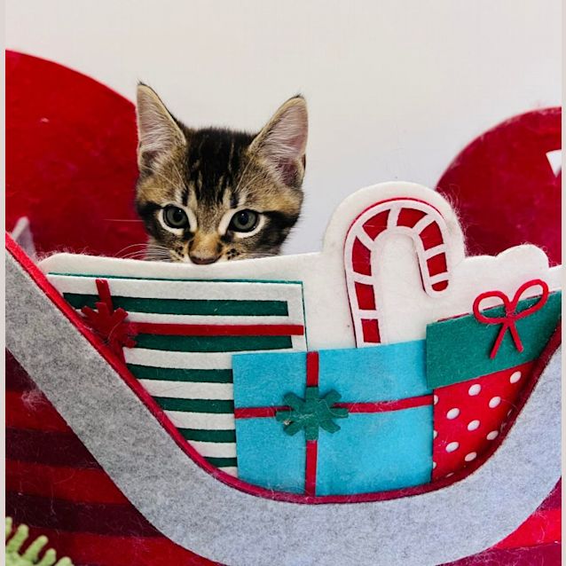 Photo of Iggy   Located In Doreen