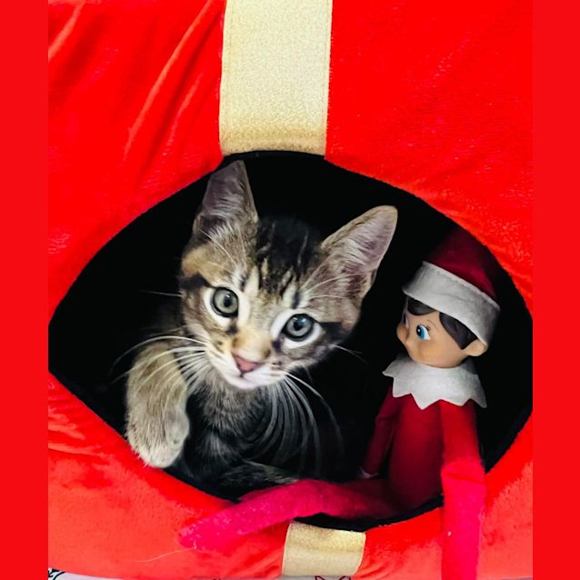 Photo of Howie   Located In Doreen