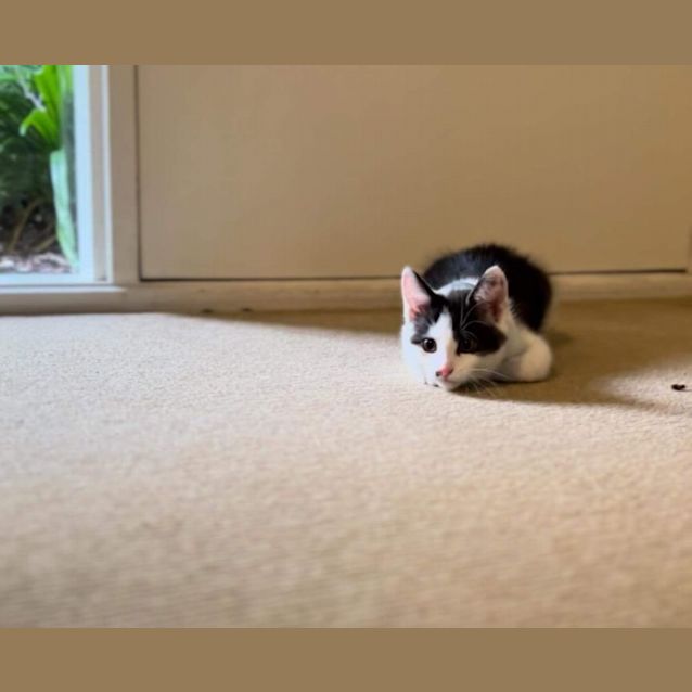 Photo of Gibbs  Meet Me At Petstock Hastings Store. 