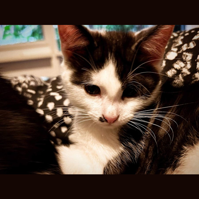 Photo of Mc Gee   Meet Me At Hastings Petstock Store 