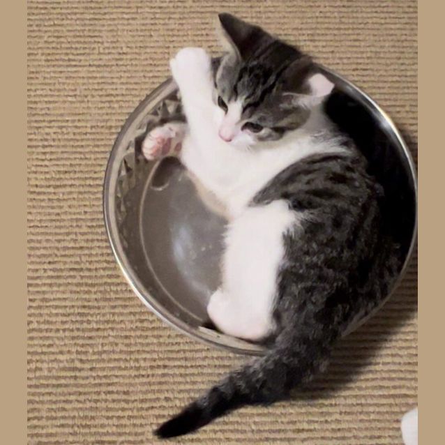 Photo of Toby Meet Me At Petstock Hastings Store