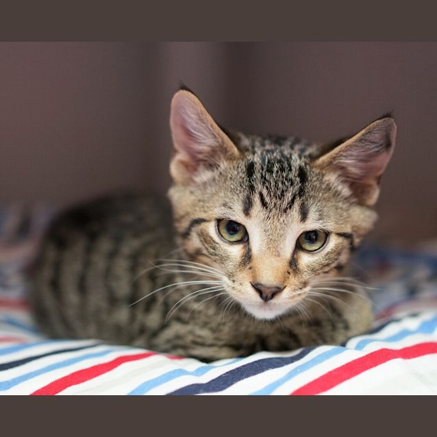 Photo of Dewey