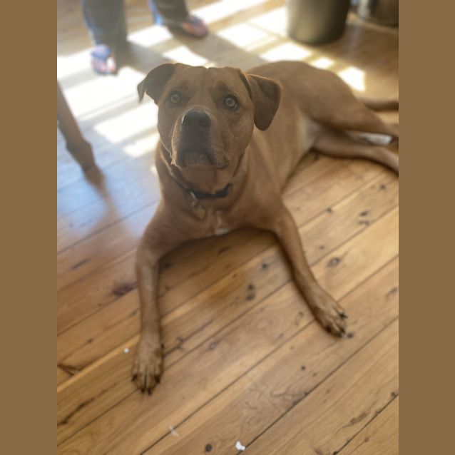 Photo of Brownie