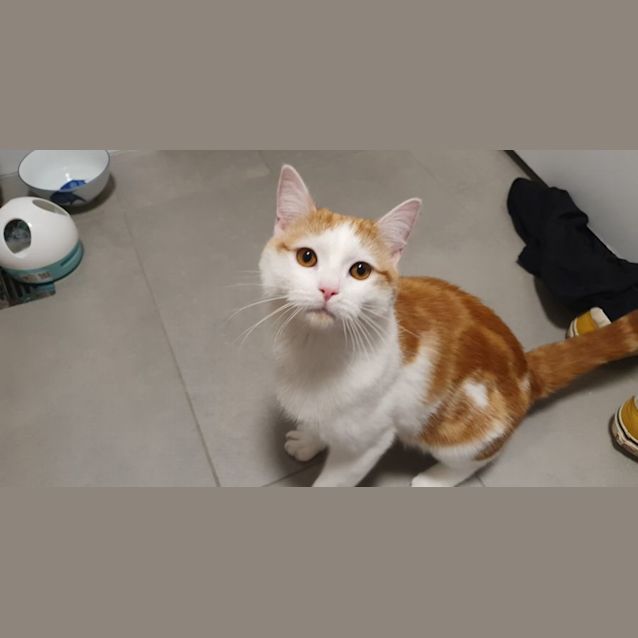 Photo of Gingerbread