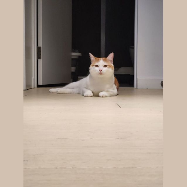 Photo of Gingerbread