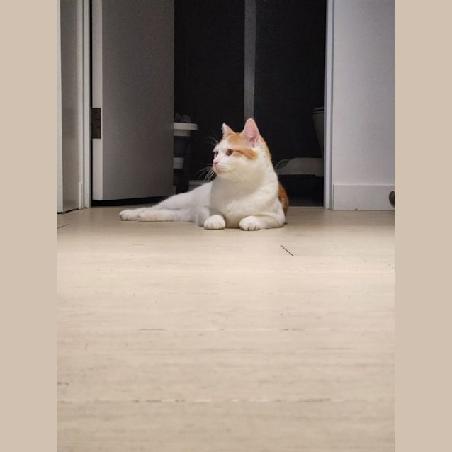 Photo of Gingerbread