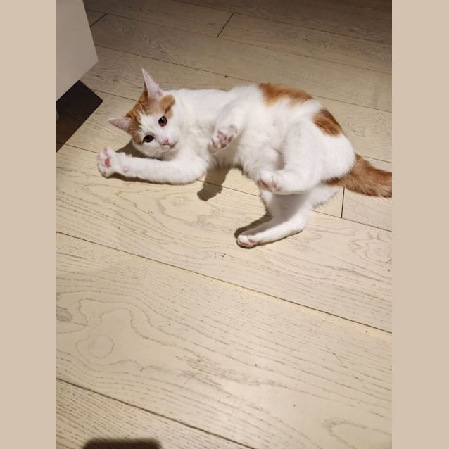 Photo of Gingerbread